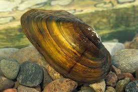 Moules d eau douce