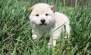 Donne ce nounours chiot shiba inu
