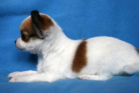 Très jolie chihuahua femelle de 3 mois a donner .