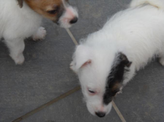Magnifiques chiots de type jack russell non lof