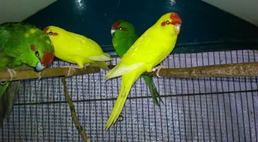 Kakarikis 2019 bagués