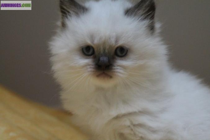 Magnifique chaton british longhair chocolat point