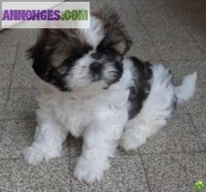 Chiots de type shih tzu non lof a adopter