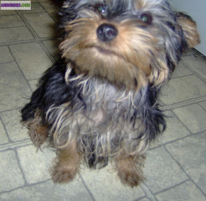 2 CHIOTS TYPE YORKSHIRE