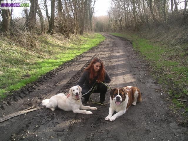 Garde d'animaux CHIENS CHATS RONGEURS SANS BOX 62