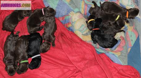 Vends Chiots Labrador LOF élevés en famille