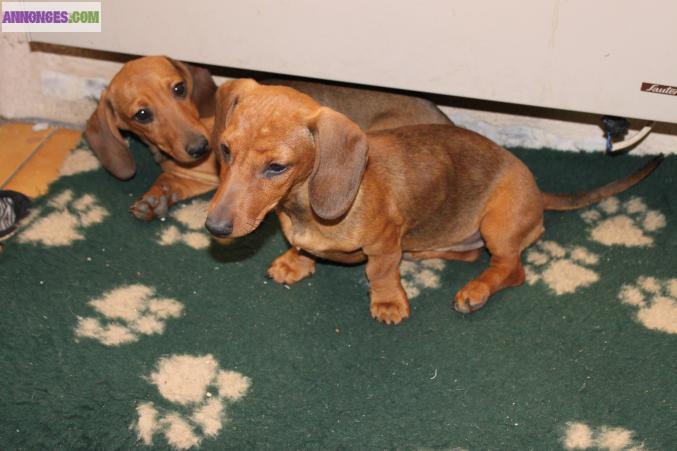 TECKELS KANINCHENS LOF