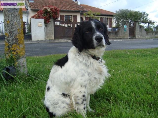 A ADOPTER DIEGO EPAGNEUL BRETON