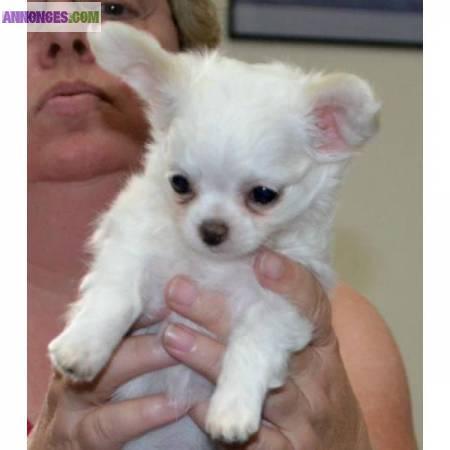 A Donner Trés Jolie bb type chihuahua femelle de 03 mois.