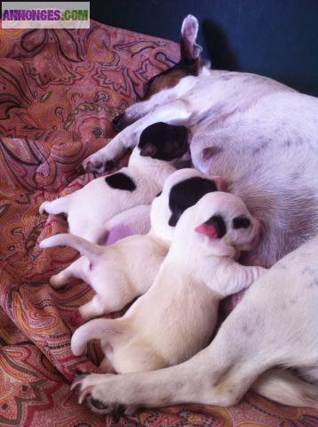 Chiots JACK RUSSEL