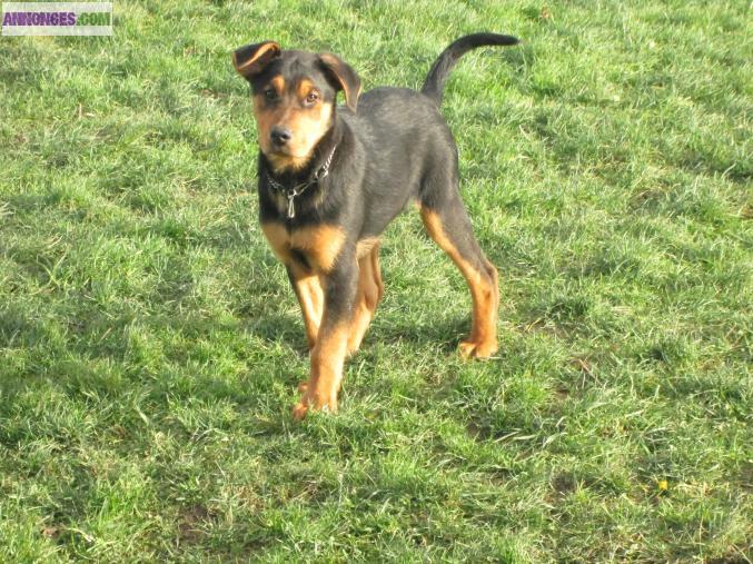 Chiots type berger beauceron