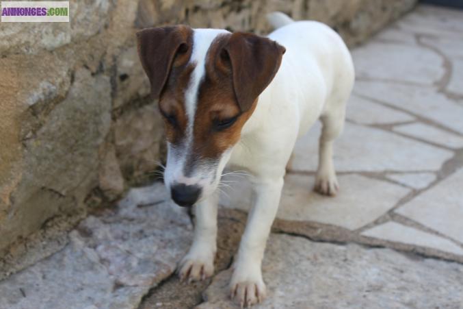 JACK RUSSELL LOF