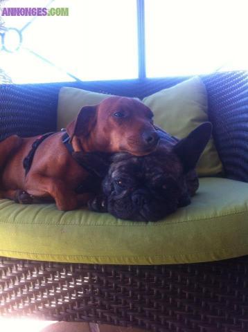 Famille d'accueille pour chiens