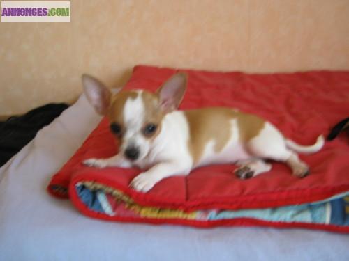 Don de Chiot de type chihuahua femelle non lof