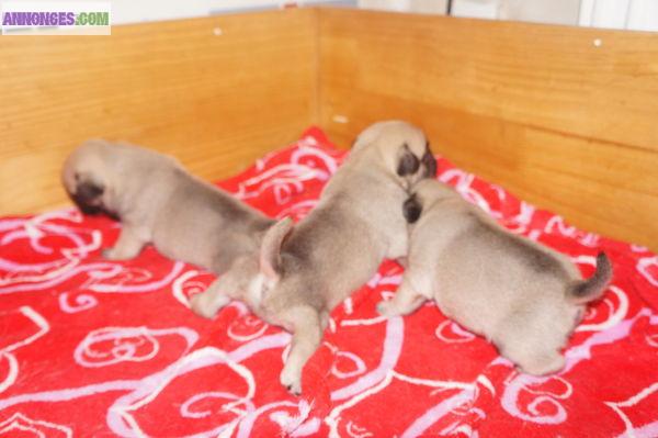 Chiots  de type carlin a adopter