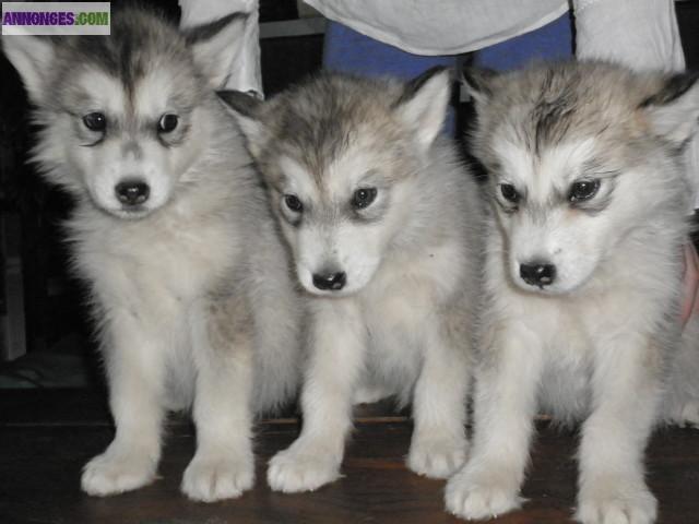 Chiots males malamutes non lof
