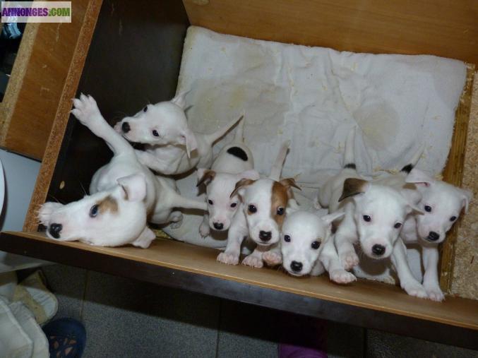 Type Jack Russel Parson