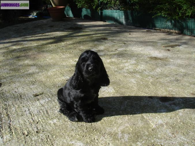 CHIOTS TYPE COCKER ANGLAIS
