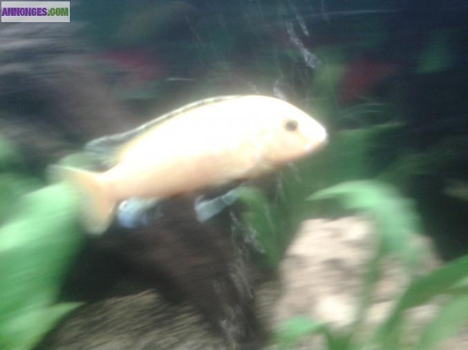 5 Labidochromis caeruleus (labido jaune)