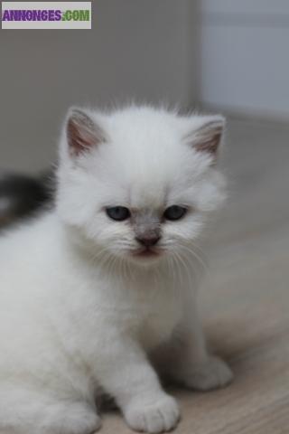 MAGNIFIQUE cHATON British SHORTHAIR COLOR POINT – Très typé