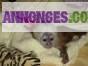 Magnifiques bébés singes capucins à la vente