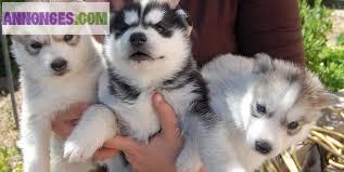 Chiot de type husky Sibérien à reserver