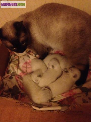 Chatons siamois