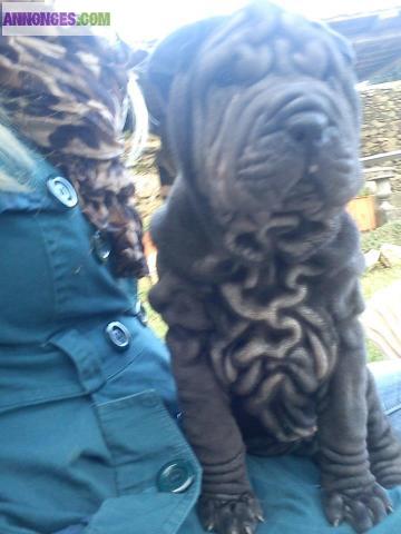 Chiots type sharpei non lof