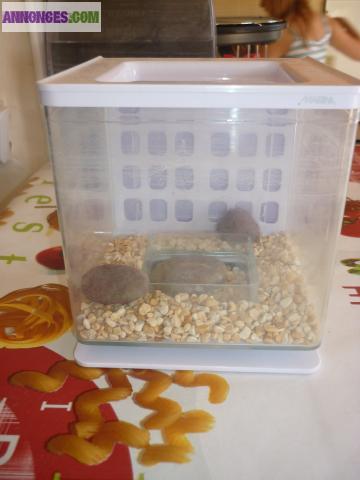 Aquarium pour combattant