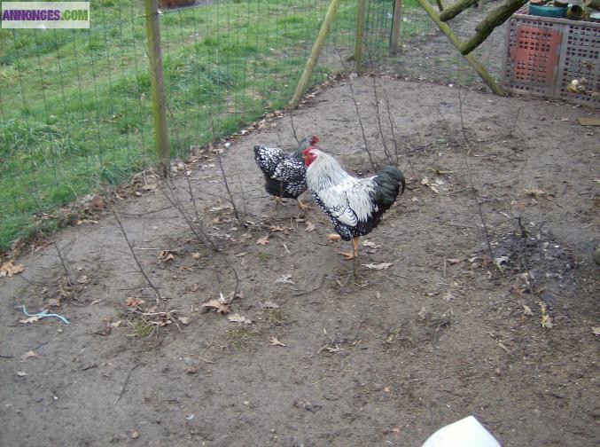 Couple poule et coq