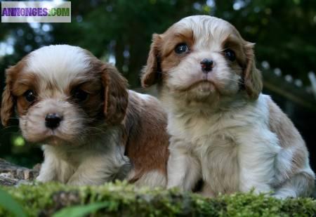 Chiots cavalier king charles non loof
