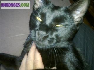 Donne joli chat européen