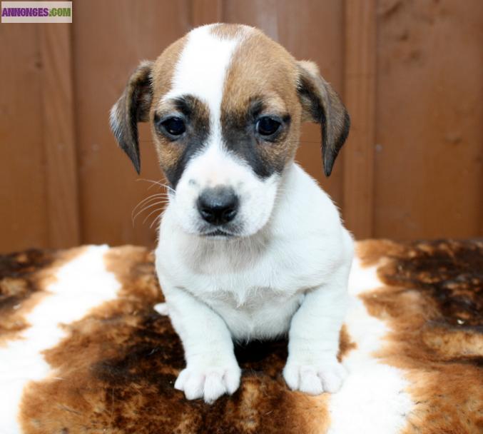 Chiots jack russels