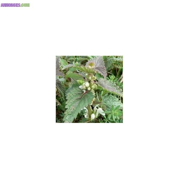 Ortie blanche 120 gélules