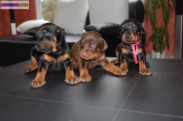 Chiot lof dobermann à réserver