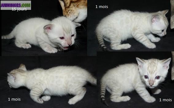 4 Chatons Bengal à réserver