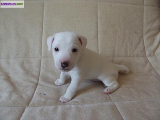 Vends chiots Jack Russell