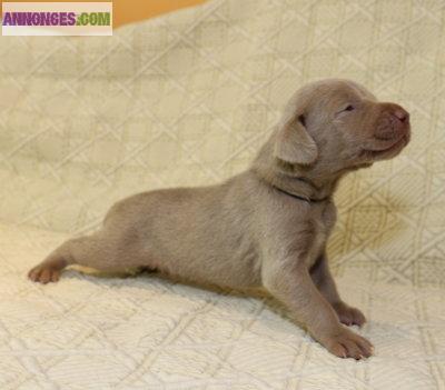 Chiots braques de Weimar LOF :