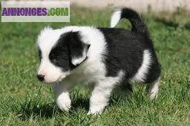 Magnifiques chiots type border collie !
