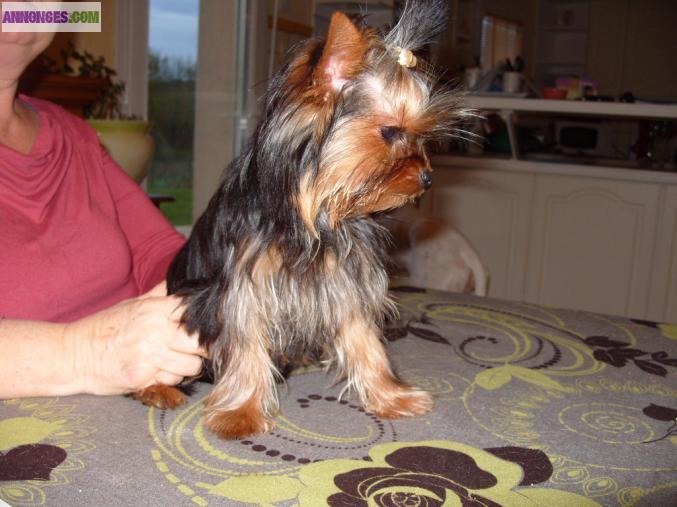 Yorkshire petite taille