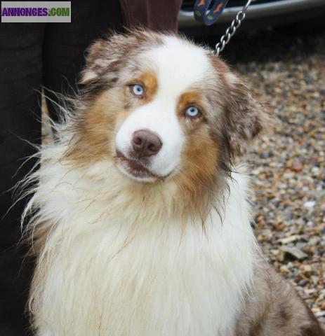 SUPERBE BERGER  AUSTRALIEN DISPONIBLE POUR SAILLIE