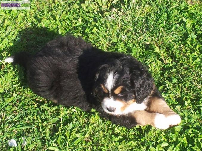 Chiots bouviers bernois lof