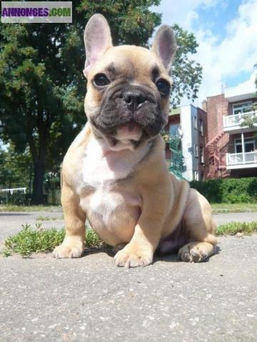 A reserver de suite: chiot bouledogue francais femelle.