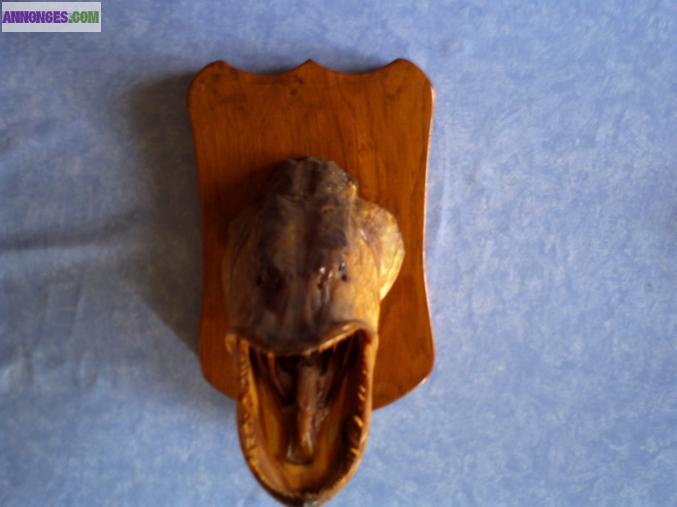 Brochets naturalisés