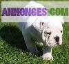 A réserver chiots bulldog anglais