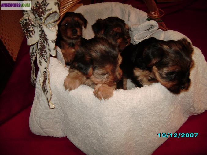 Chiots yorkshire terrier