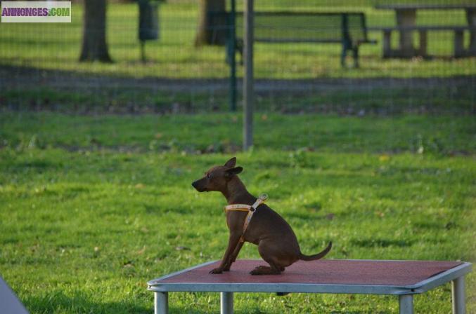 Chiots pinscher LOF