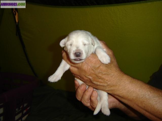 Chiot blanc berger suisse