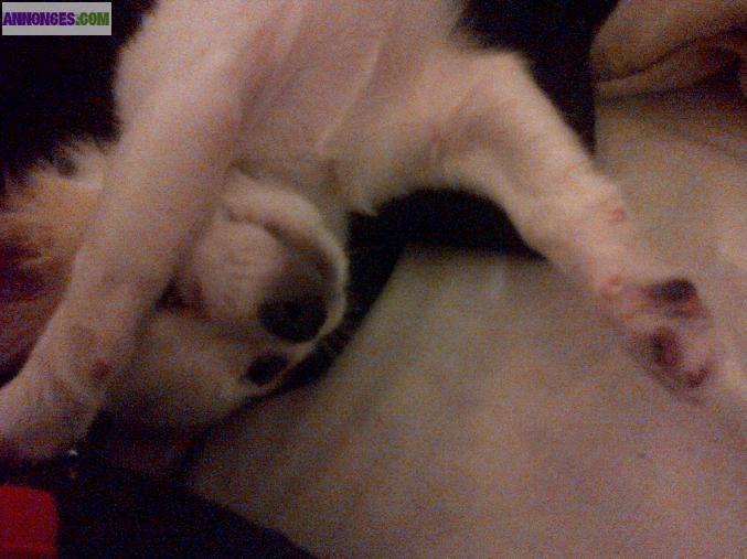 Chiot type chihuahua