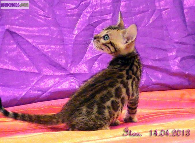 Chatons bengal brown spotted tabby (rosettes serties)